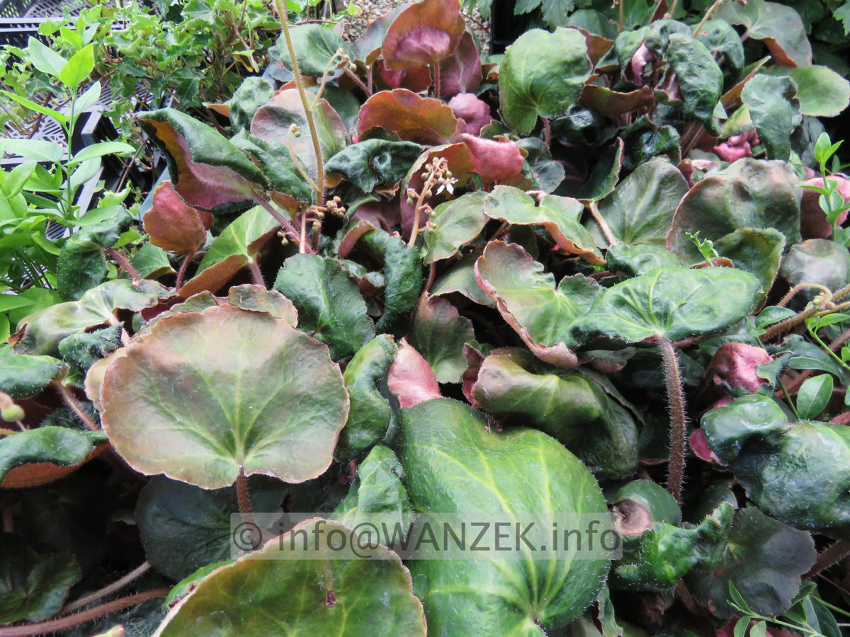 Saxifraga cortusifolia var. fortunei.JPG